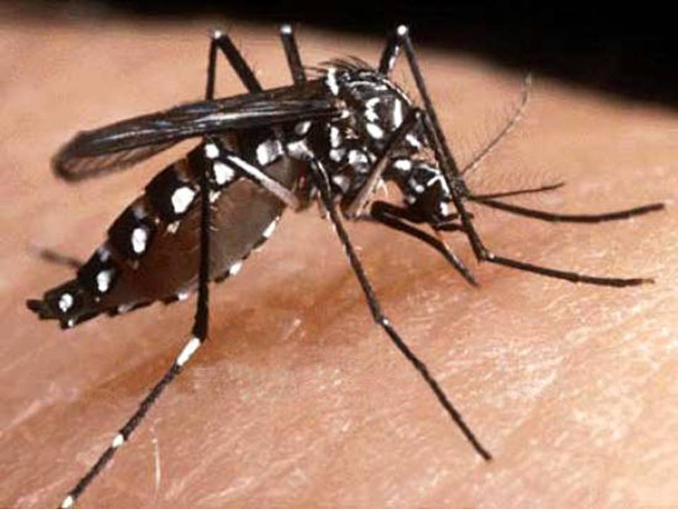 PALESTRA "SAÚDE SIM. DENGUE NÃO"